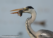 Grey heron with fish