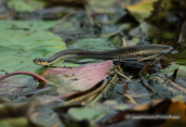 Grass snake-Natrix natrix