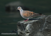 Turtle dove
