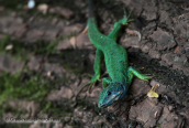 Green lizard (Lacerta viridis)