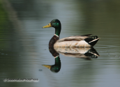 Mallard
