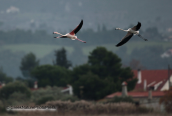 Greater flamingos at Oropos lagoon