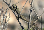 Chameleon (Chamaeleo africanus)