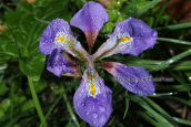 Iris unguicularis