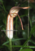 Arisarum vulgare