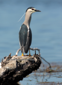 Night heron