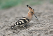 Hoopoe