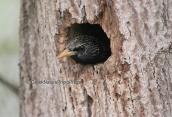 Starling