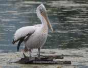 Dalmatian pelican at Kerkini lake