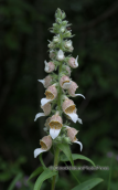 Grecian foxglove (Digitalis lanata) at Kerkini lake