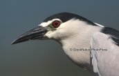 Night heron