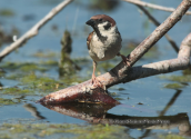 Tree sparrow