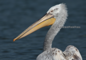 Dalmatian pelican at Kerkini lake