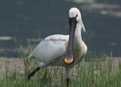 Spoonbill at Kerkini lake