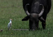 Cattle egret at Kerkini lake