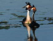 Great crested grebes