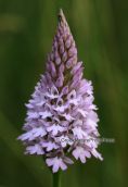 Anacamptis pyramidalis