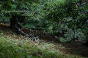 Kastanologos at Ochi mountain