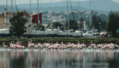 Greater flamingos at Oropos lagoon
