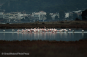 Greater flamingos at Oropos lagoon