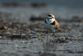 Kentish plover