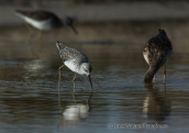 Oropos lagoon, marsh sandpiper