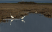 Oropos lagoon