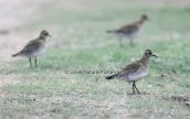 Golden plovers (Pluvialis apricaria) at Oropos lagoon