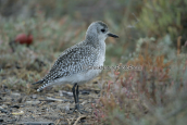 Grey plover at Oropos lagoon