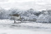 Dunlin at Oropos lagoon
