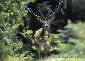 Deer(Cervus elaphus) with new horns at Parnitha mountain