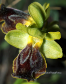 Ophrys melena at Parnitha mountain