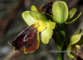 Ophrys melena at Parnitha mountain