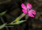 Parnitha mountain, dianthus diffusus