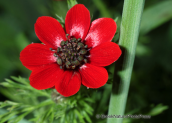Parnitha mountain, adonis annua