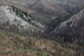 The burned by the fire forest of Parnitha mountain