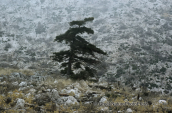 View of the burned by the fire forest at Parnitha mountain