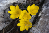Sternbergia lutea at Parnitha mountain
