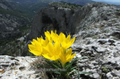 Sternbergia lutea at Parnitha mountain