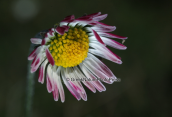 Bellis sylvestris at Parnitha mountain