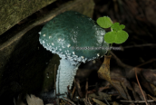 Stropharia aeruginosa at Parnitha mountain