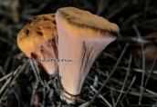 Clavariadelphus truncatus at Parnitha mountain