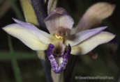 Parnitha mountain, limodorum abortivum