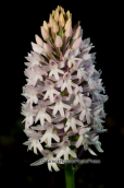 Parnitha mountain, Anacamptis pyramidalis
