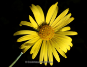 Parnitha mountain,  Doronicum orientale