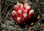 Parnitha mountain, Cytinus ruber