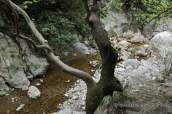 Landscape at Parnitha mountain