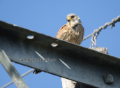 Kestrel