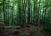 Forest at mountain Rodopi