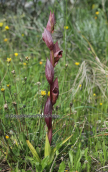 Orchid (Serapias vomeracea) at Evia island